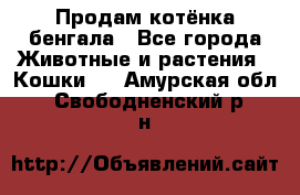 Продам котёнка бенгала - Все города Животные и растения » Кошки   . Амурская обл.,Свободненский р-н